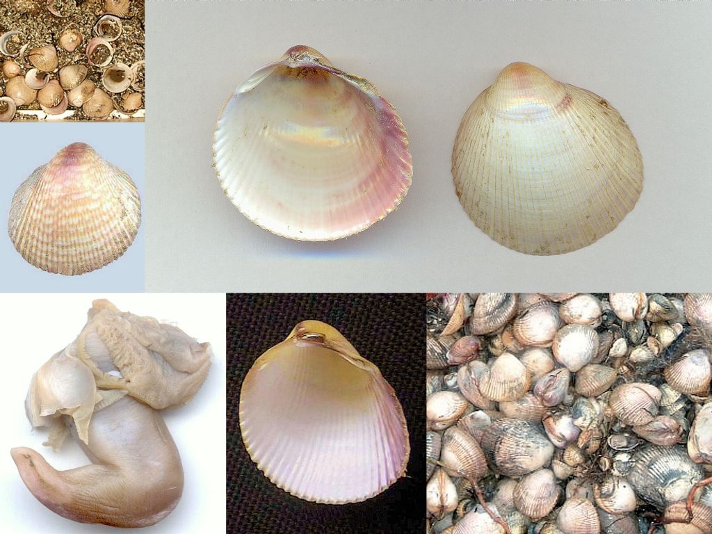 un  strombidae lessepsiano